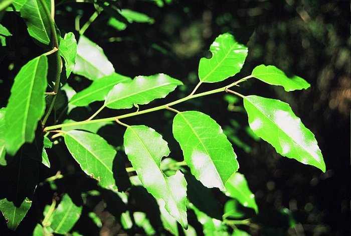 Prunus lusitanica subsp. lusitanica (2)  -  SUB-ENDEMISMO IBERICO